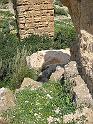 Carthage - Ain Jouggar DSCN0007